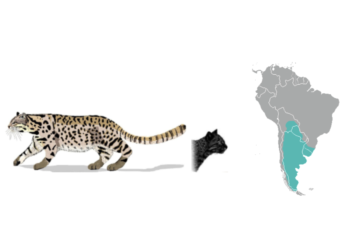 Geoffroy's Cat habitat